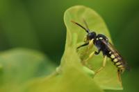 Nomada succincta