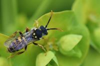 Nomada succincta