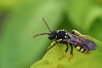 Nomada succincta