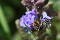 Osmia rufohirta