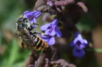 Osmia rufohirta