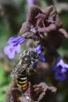 Osmia rufohirta
