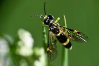 Zonuledo zonula