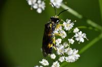 Zonuledo zonula