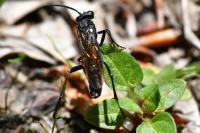 Macrophya annulata