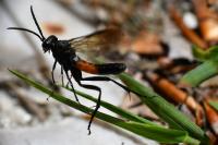 Macrophya annulata