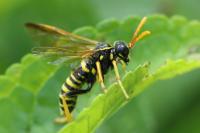 Tenthredo scrophulariae