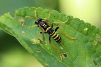 Tenthredo scrophulariae