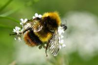 Bombus pratorum