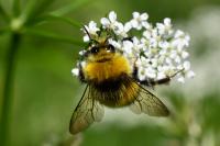 Bombus pratorum