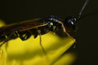 Calameuta filiformis