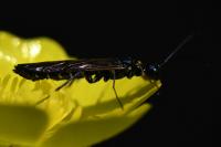 Calameuta filiformis