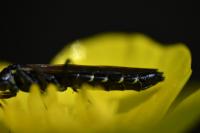 Calameuta filiformis