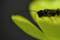 Calameuta filiformis