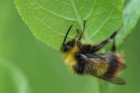Bombus pratorum