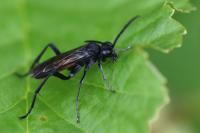 Macrophya annulata