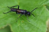 Macrophya annulata