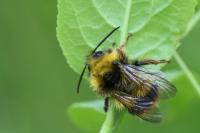 Bombus pratorum