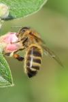 Apis mellifera