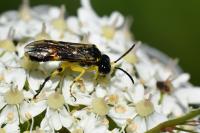 Zonuledo zonula