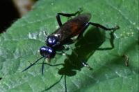 Macrophya militaris