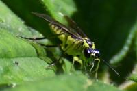Tenthredo mesomela