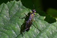 Tenthredo mesomela