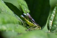 Tenthredo mesomela