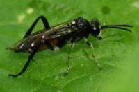 Macrophya militaris