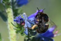 Anthophora retusa