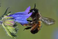 Osmia bicornis