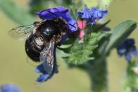 Anthophora retusa