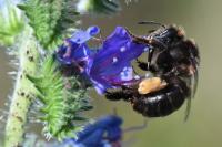 Anthophora retusa