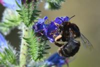 Anthophora retusa
