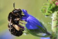 Anthophora retusa