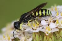 Lestica clypeata