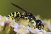 Lestica clypeata