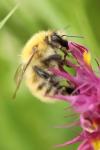 Bombus pascuorum
