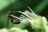 Argogorytes mystaceus