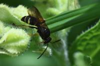 Argogorytes mystaceus