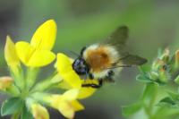 Bombus pascuorum