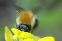 Bombus pascuorum