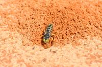 Bembix rostrata