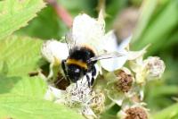 Bombus terrestris/lucorum