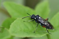 Macrophya punctumalbum