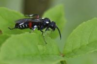 Macrophya punctumalbum