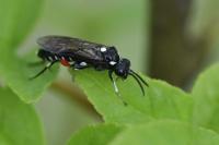 Macrophya punctumalbum