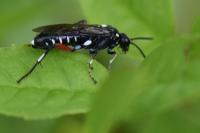 Macrophya punctumalbum