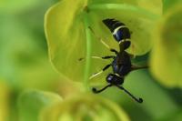 Odynerus spinipes