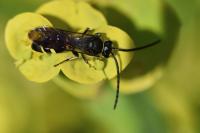 Argogorytes mystaceus